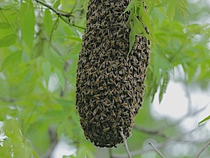 Honey Bee Swarm